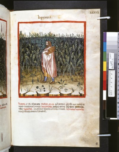 Theatrum sanitatis di Ububchasym de Baldach: 