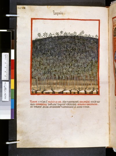 Theatrum sanitatis di Ububchasym de Baldach: 
