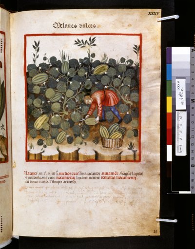 Theatrum sanitatis di Ububchasym de Baldach: 