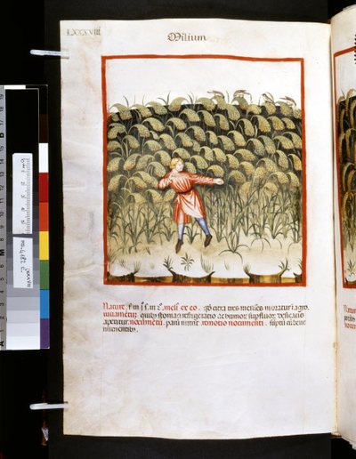 Theatrum sanitatis di Ububchasym de Baldach: 