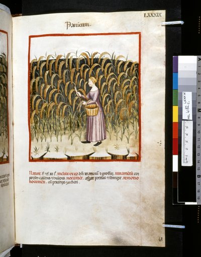 Theatrum sanitatis di Ububchasym de Baldach: 