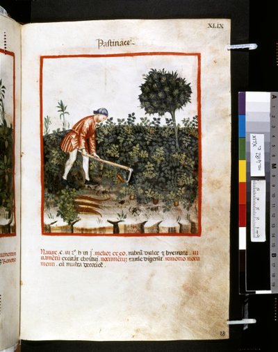 Theatrum sanitatis di Ububchasym de Baldach: 