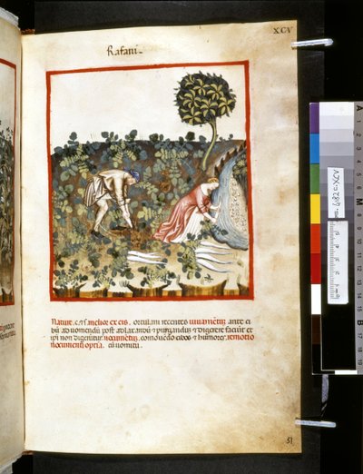 Theatrum sanitatis di Ububchasym de Baldach: 
