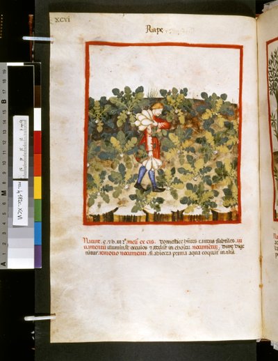 Theatrum sanitatis di Ububchasym de Baldach: 