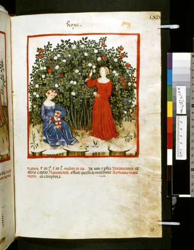 Theatrum sanitatis di Ububchasym de Baldach: 