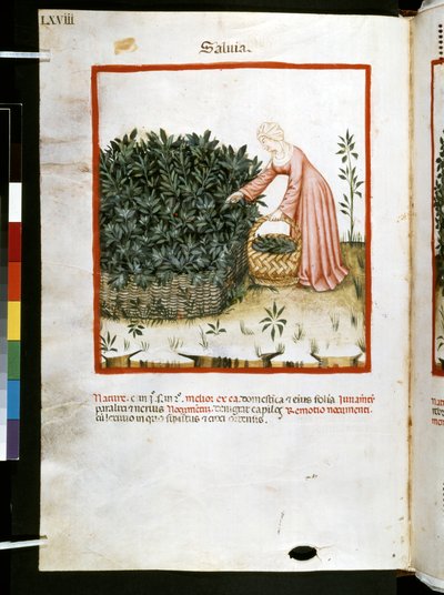 Theatrum sanitatis di Ububchasym de Baldach: 