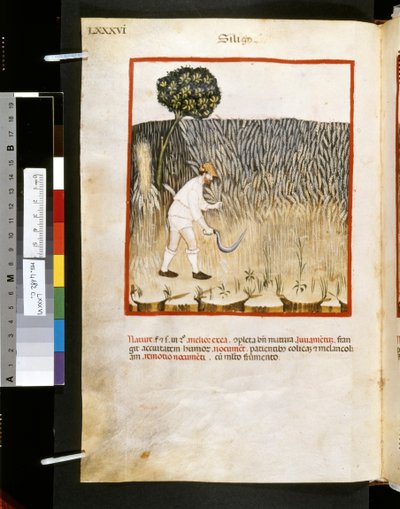 Theatrum sanitatis di Ububchasym de Baldach: 
