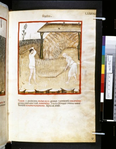 Theatrum sanitatis di Ububchasym de Baldach: 