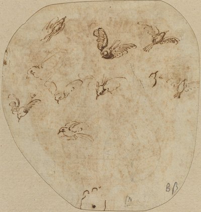 Uccelli in Volo [verso] da Girolamo Mazzola Bedoli
