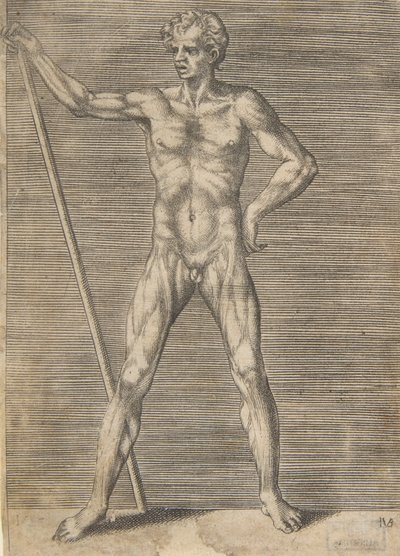 Uomo scuoiato visto di fronte, che tiene un bastone da Giulio Bonasone