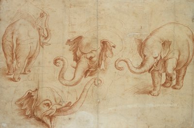 Quattro studi di un elefante da Giulio Romano