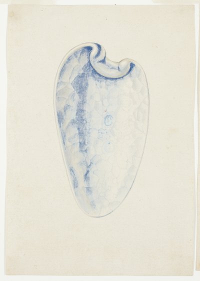Panoramica della conchiglia allungata di Lavanda da Giuseppe Grisoni