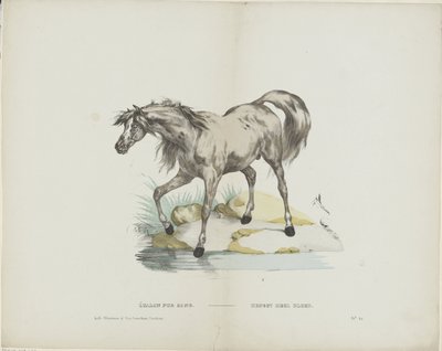 Étalon pur sang da Glenisson and Van Genechten