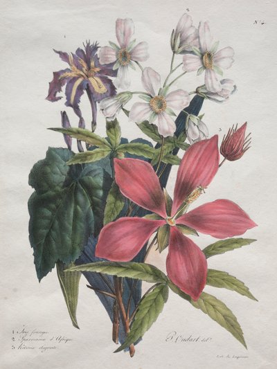 Corso di Storia Naturale, contenente le principali specie del regno animale, classificate metodicamente: Iris, Canapa Africana e Ketmia da Godefroy Engelmann