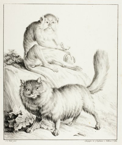 Gatto e Scimmia da Gottfried Engelmann