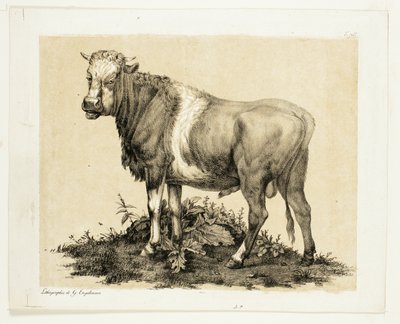 Il Toro da Gottfried Engelmann