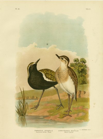 Piviere dorato australiano o Piviere dorato del Pacifico, 1891 da Gracius Broinowski