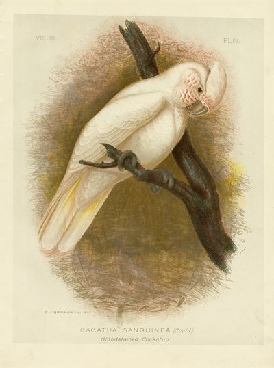 Cacatua macchiato di sangue, 1891 da Gracius Broinowski