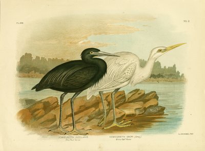 Airone della barriera corallina blu, 1891 da Gracius Broinowski