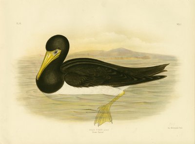 Sula bruna, 1891 da Gracius Broinowski