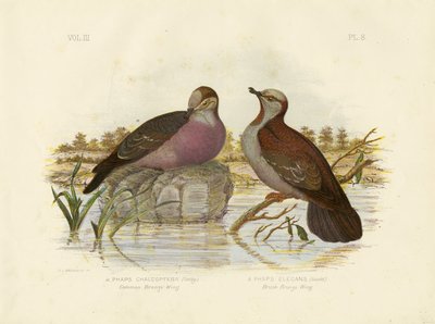 Colombaccio comune, 1891 da Gracius Broinowski