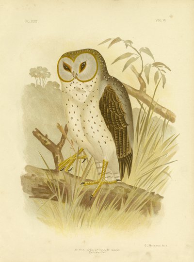 Gufo delicato, 1891 da Gracius Broinowski