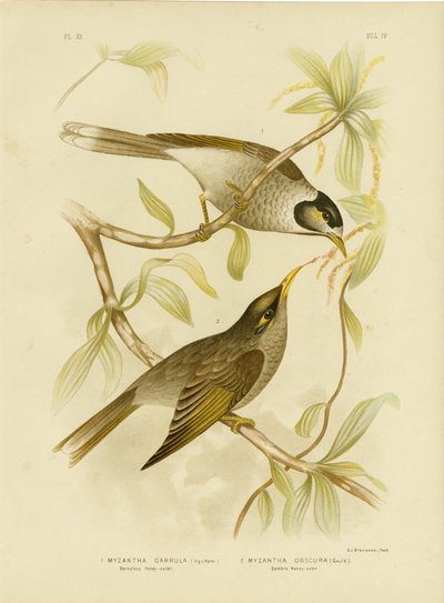 Melifago chiassoso, 1891 da Gracius Broinowski