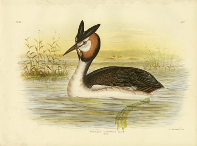 Svasso maggiore, 1891 da Gracius Broinowski
