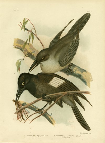Corvo grigio, 1891 da Gracius Broinowski