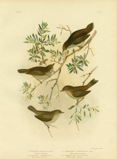 Tordo spinoso dell