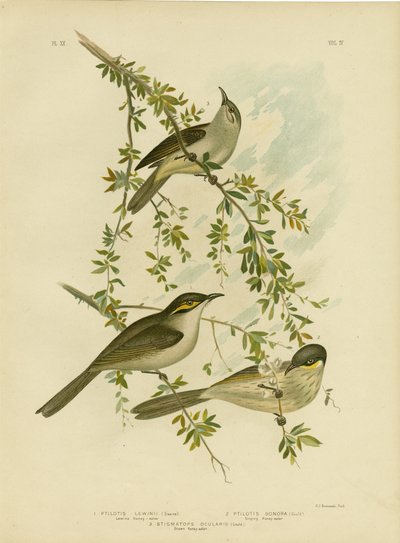 Lewin Honeyeater, 1891 da Gracius Broinowski