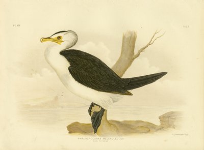 Piccolo Cormorano, 1891 da Gracius Broinowski