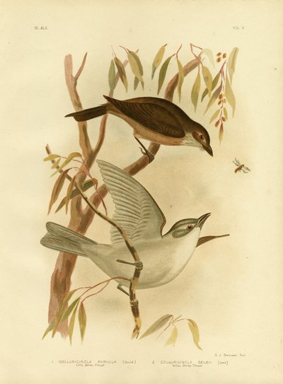 Piccolo Tordo Shrike, 1891 da Gracius Broinowski