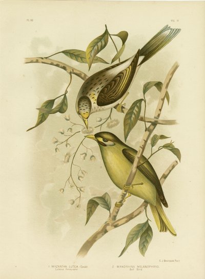 Luteous Honeyeater o Miner dalla gola gialla da Gracius Broinowski