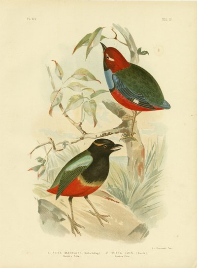 Pitta di Macklot, 1891 da Gracius Broinowski