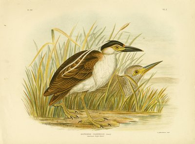 Nitticora nankeana, 1891 da Gracius Broinowski