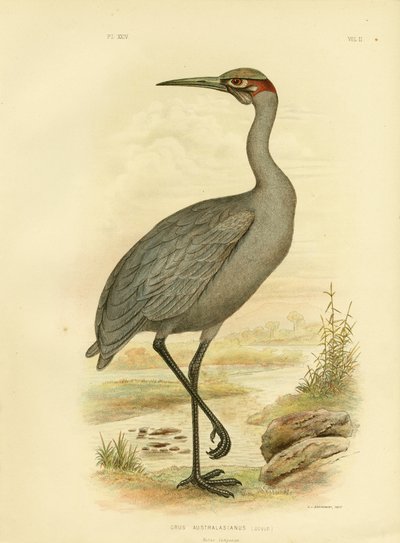 Compagno nativo o Brolga, 1891 da Gracius Broinowski
