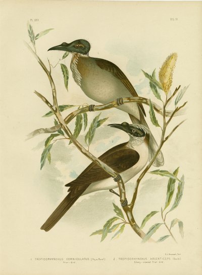 Uccello frate rumoroso, 1891 da Gracius Broinowski