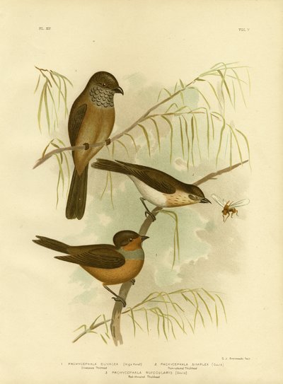 Olivaceous Thickhead o Olive Whistler, 1891 da Gracius Broinowski