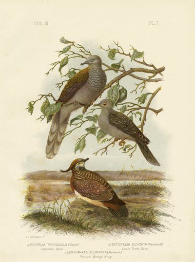 Colomba pacifica, 1891 da Gracius Broinowski