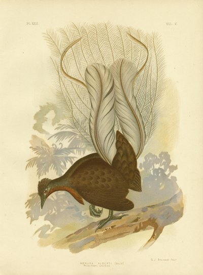 Uccello lira del Principe Alberto, 1891 da Gracius Broinowski
