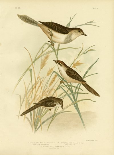 Cincloramphus Rufescente o Usignolo Rufescente, 1891 da Gracius Broinowski