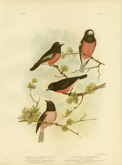 Pettirosso dal Petto Scarlatto o Pettirosso del Pacifico, 1891 da Gracius Broinowski