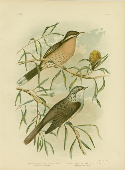 Melifago guance spinose, 1891 da Gracius Broinowski