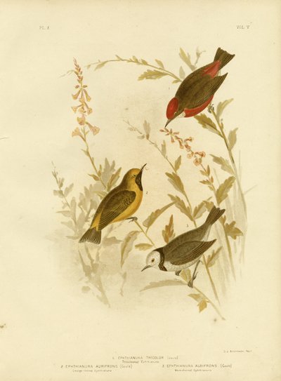 Ephthianura tricolore, 1891 da Gracius Broinowski