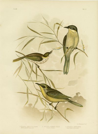 Melifago guance a graticcio o melifago gola viola, 1891 da Gracius Broinowski