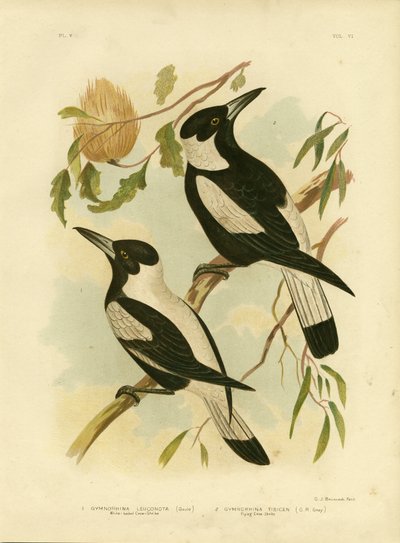 Corvo-Shrike dal Dorso Bianco, 1891 da Gracius Broinowski
