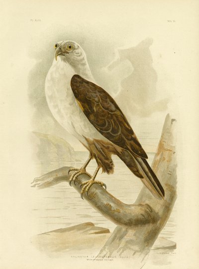 Aquila di Mare dal Petto Bianco, 1891 da Gracius Broinowski