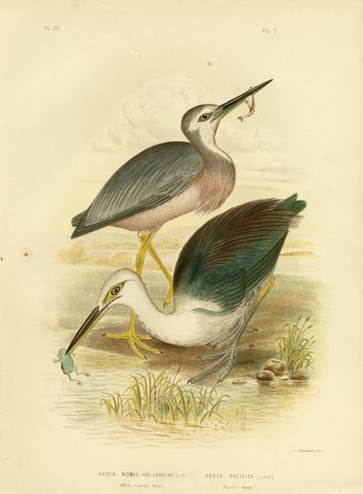 Airone facciabianca, 1891 da Gracius Broinowski