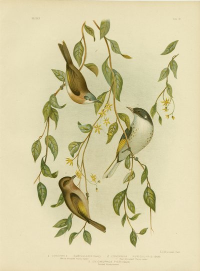 Melifago dalla gola bianca, 1891 da Gracius Broinowski